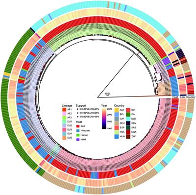 A comprehensive analysis of Usutu virus (USUV) genomes revealed lineage-specific codon usage patterns and host adaptations